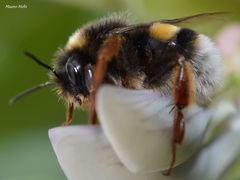 Bombus terrestris sassaricus