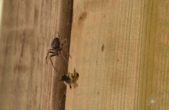 Nuctenea