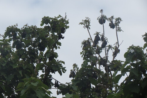 Straw-coloured Fruit Bat