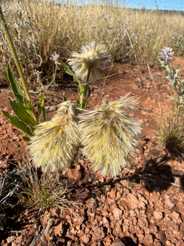 dryland feather-head