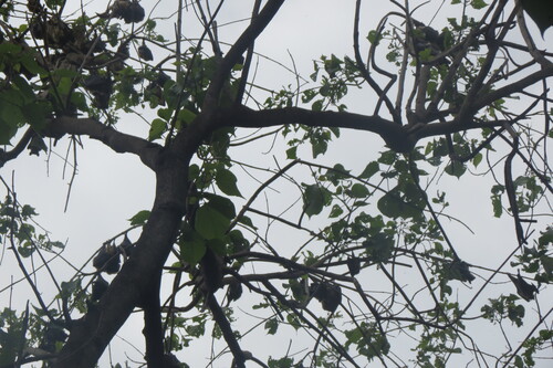 Straw-coloured Fruit Bat