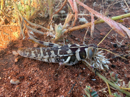 Variable Stropis