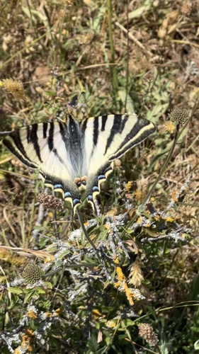 Iberian Scarce Swallowtail