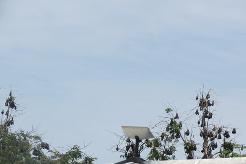 Straw-coloured Fruit Bat