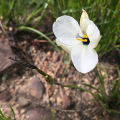 Aristea cantharophila