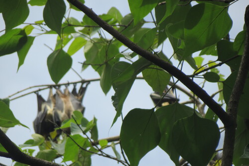 Straw-coloured Fruit Bat
