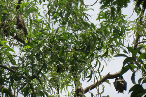 Straw-coloured Fruit Bat