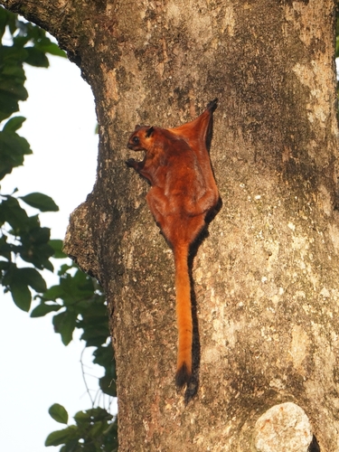 Red Giant Flying Squirrel