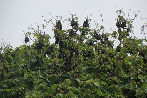Straw-coloured Fruit Bat