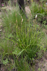 Aristea cantharophila