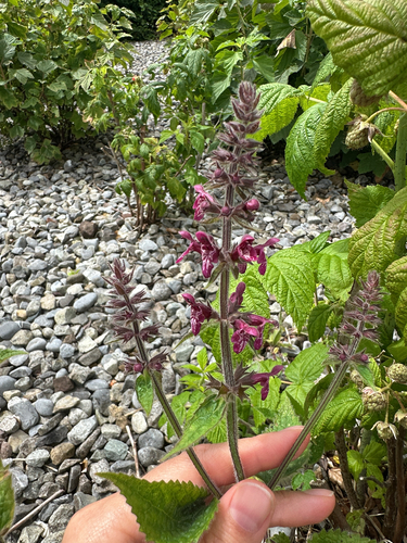 hedge woundwort