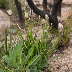 Aristea cantharophila
