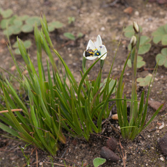 Aristea cantharophila