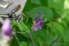 Aquilegia yabeana