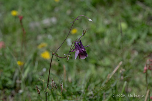 Aquilegia yabeana, photograph 1