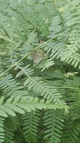 Purple hairstreak