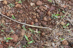 Lepidoptera