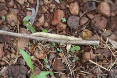 Lepidoptera