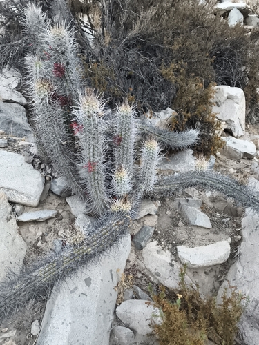 Leucostele deserticola, photograph 4