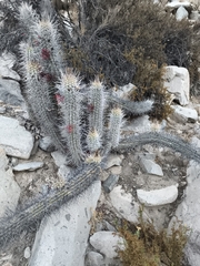 (c) Álvaro Parra Valdivia, some rights reserved (CC BY) Leucostele deserticola, photograph (c) Álvaro Parra Valdivia, some rights reserved (CC BY)