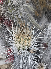 (c) Álvaro Parra Valdivia, some rights reserved (CC BY) Leucostele deserticola, photograph (c) Álvaro Parra Valdivia, some rights reserved (CC BY)