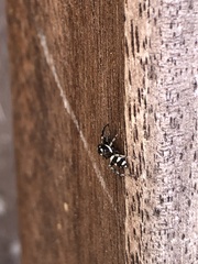 Salticus scenicus