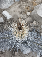 Leucostele deserticola, photograph (c) Álvaro Parra Valdivia, some rights reserved (CC BY)