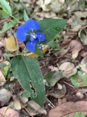 Commelineae