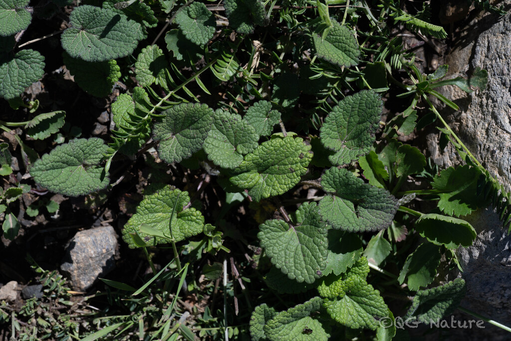 Dracocephalum rupestre; photograph (c) Wang.QG, some rights reserved (CC BY)