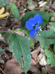 Commelineae