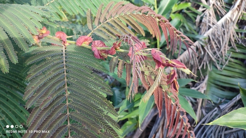 Albizia chinensis observed 2026-05-24