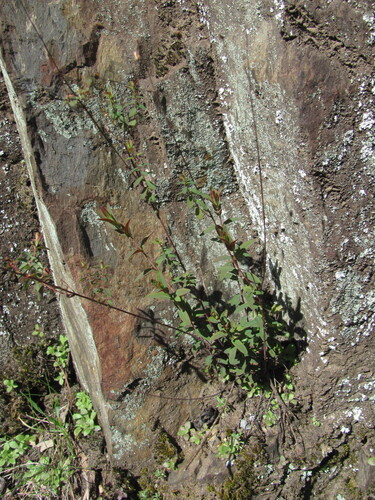 Hypericum linariifolium