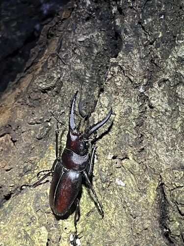 Japanese Stag Beetle