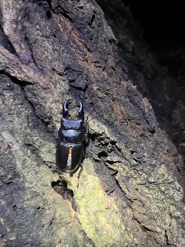 Titan Stag Beetle