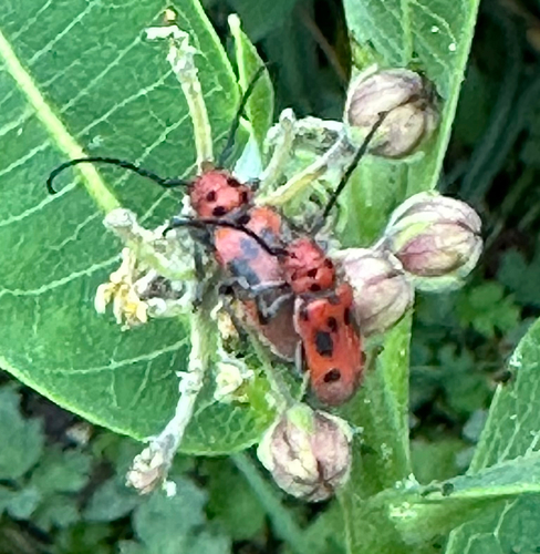 Red Milkweed Beetle