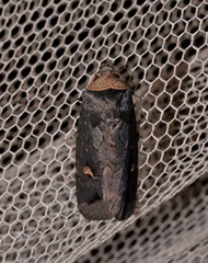 Proteuxoa cinereicollis