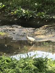 Ardea cinerea