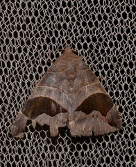 Bastilla solomonensis