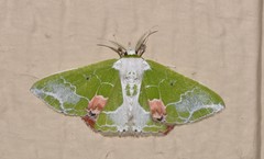 Protuliocnemis partita