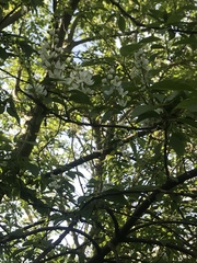 Prunus padus