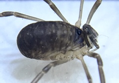 Dicranopalpus larvatus