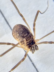 Dicranopalpus larvatus
