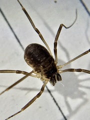 Dicranopalpus larvatus