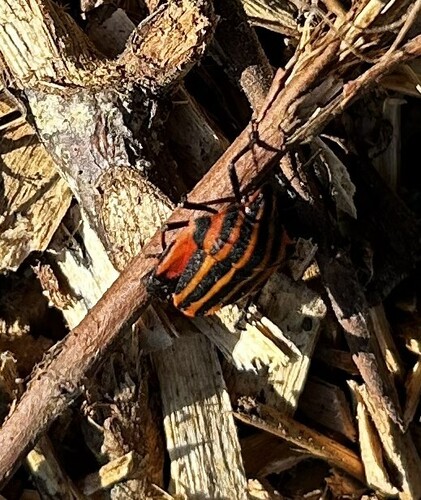 Continental Striped Shield Bug