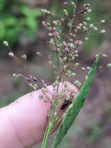 Dichanthelium columbianum observed 2026-06-18