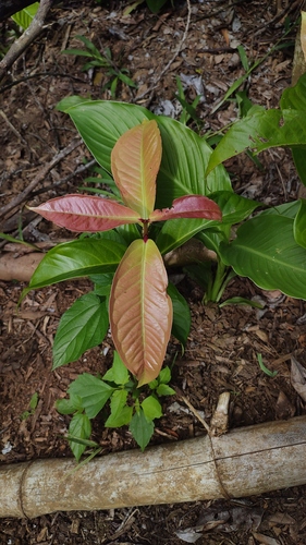 Malay Apple