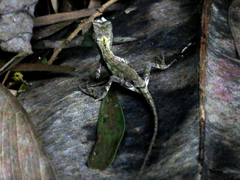 Diploderma polygonatum