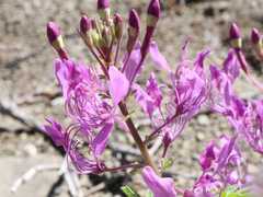 Cleome elegantissima