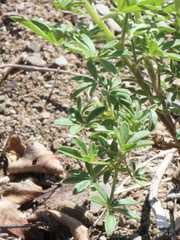 Cleome elegantissima