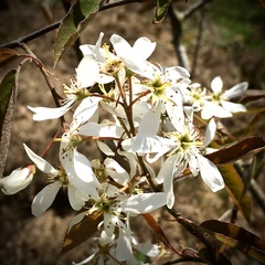 Amelanchier × lamarckii